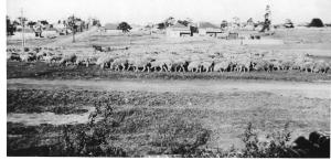 Shortland Avenue Strathfield c.1930s, Strathfield District Historical Society Collection