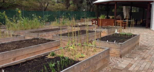 Strathfield Community Garden. Photo Cathy Jones 2014