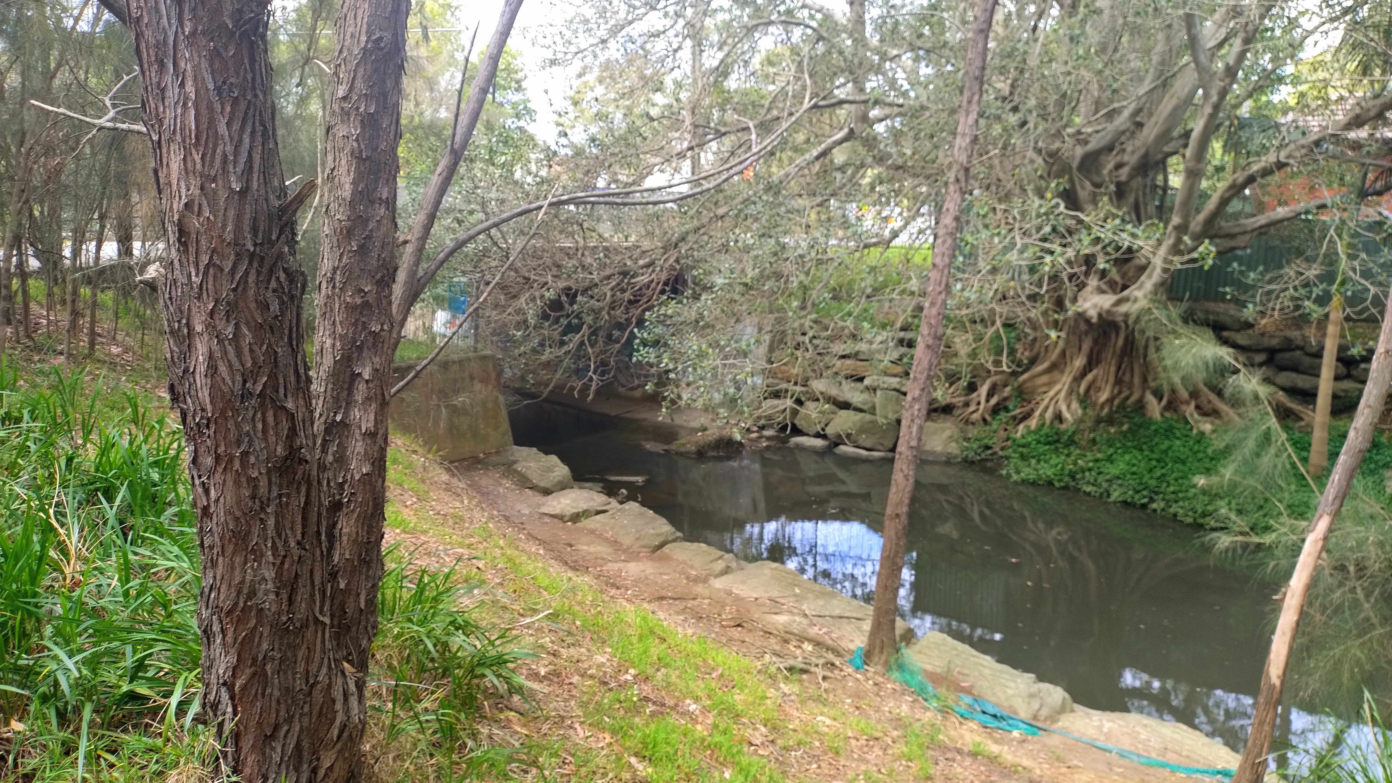 Freshwater Park Cooks River 2023. Photo Cathy Jones
