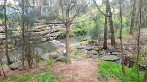 Freshwater Park Cooks River. Photo Cathy Jones 2023