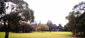 Matthews Park. Photo Cathy Jones 2008